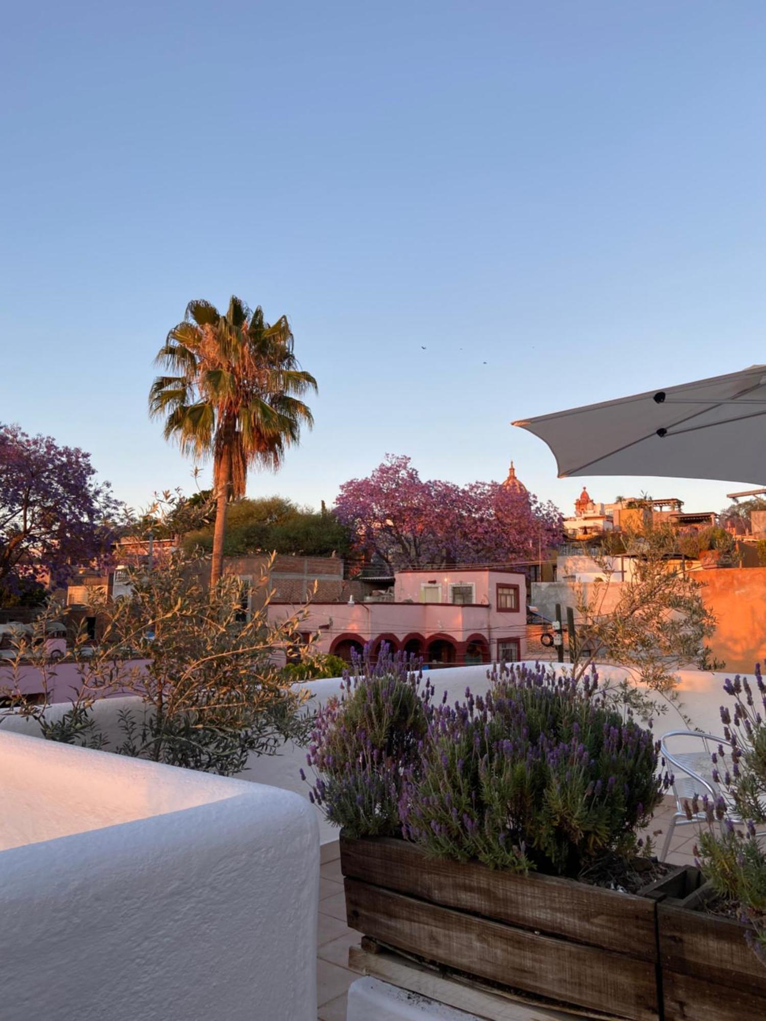 Casa Arbol Hotel San Miguel de Allende Exterior photo